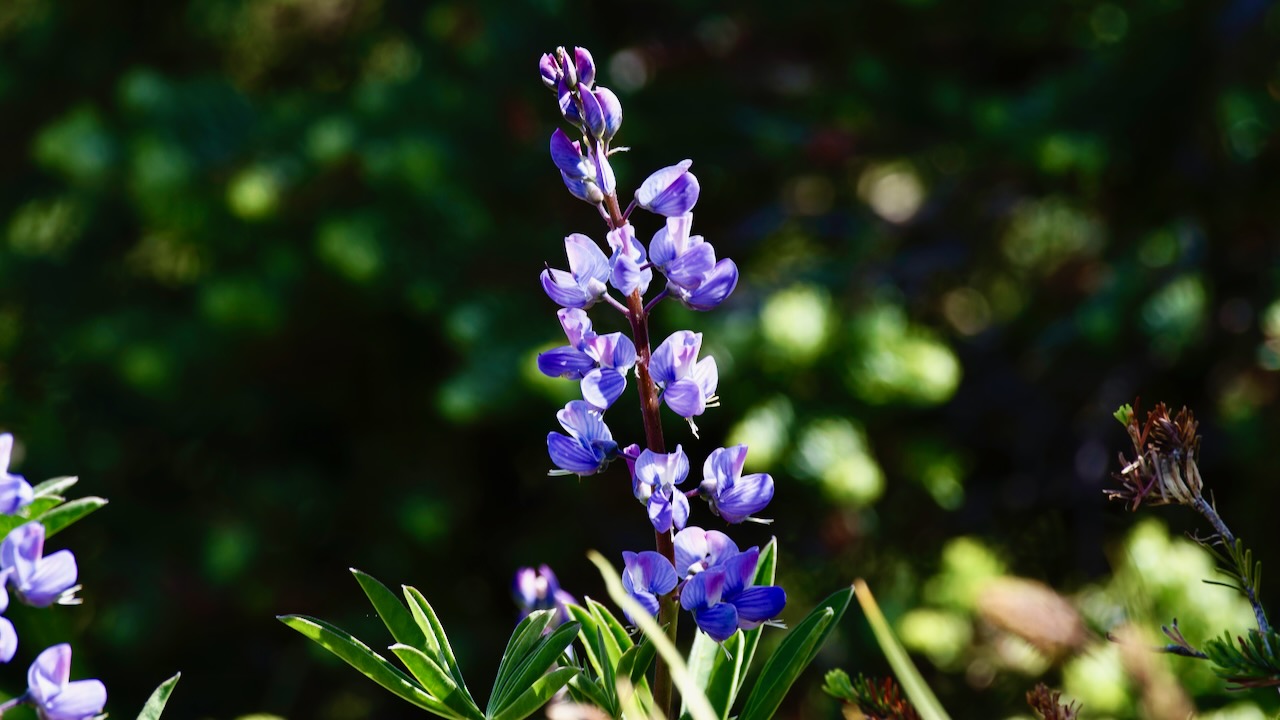 Arctic lupine