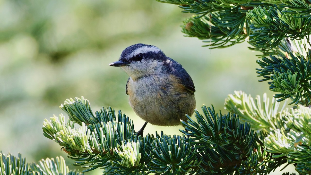Red-breasted Nuthatch