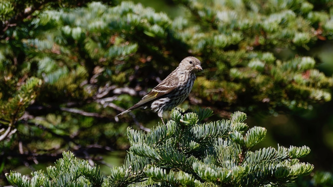 Pine Siskin