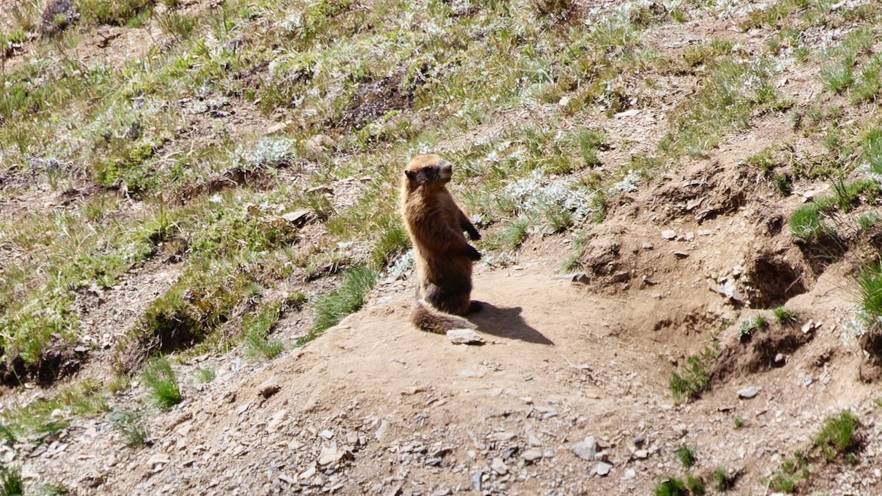 Olympic Marmot