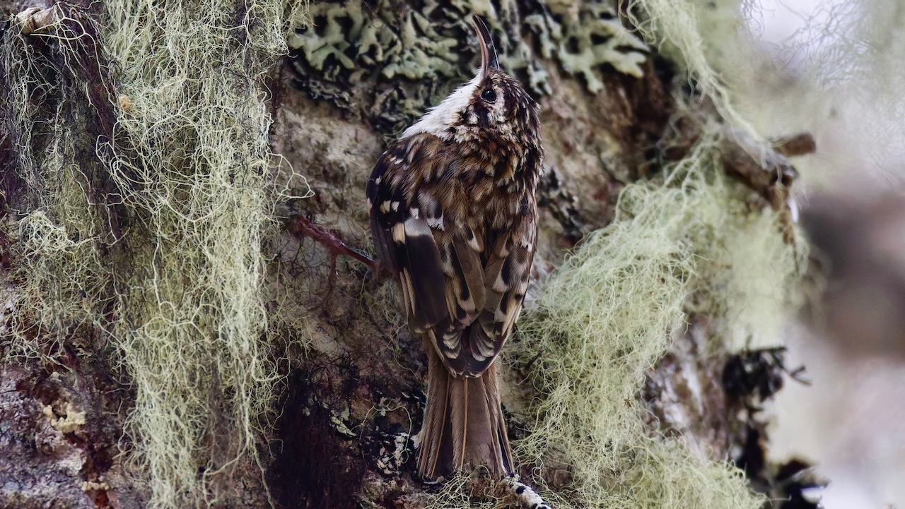 Brown Creeper