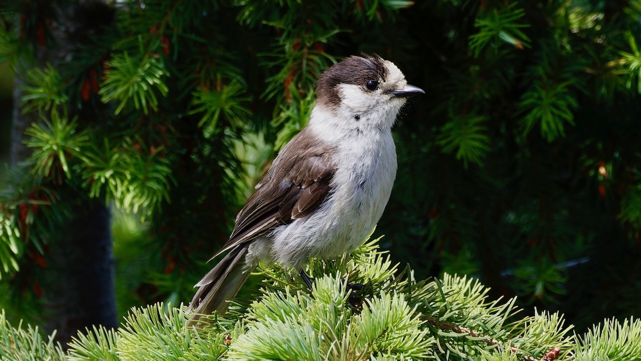 Canada Jay