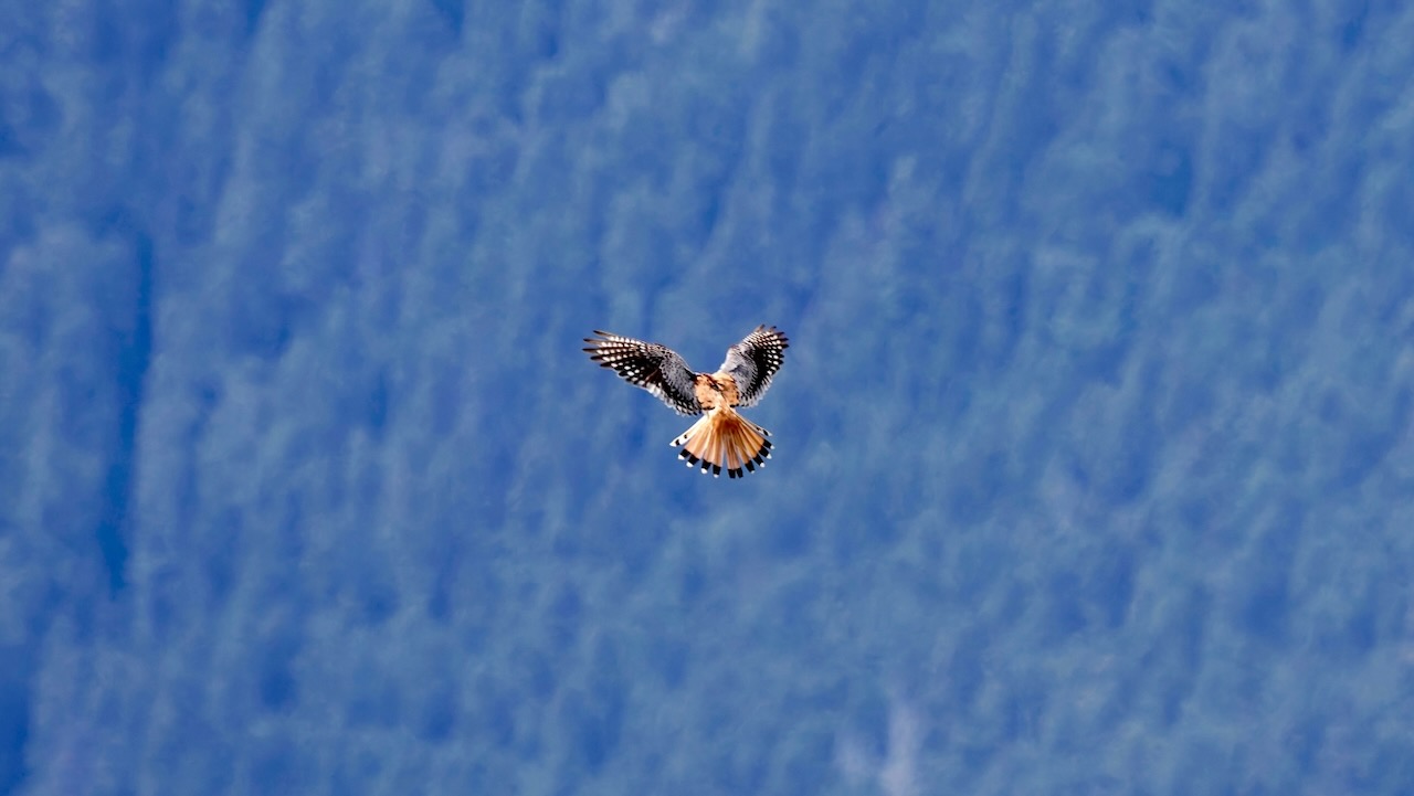 American Kestrel