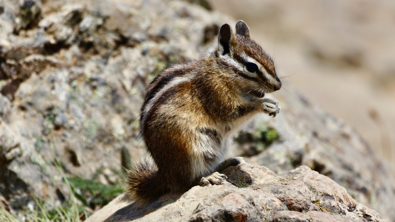 Chipmunk