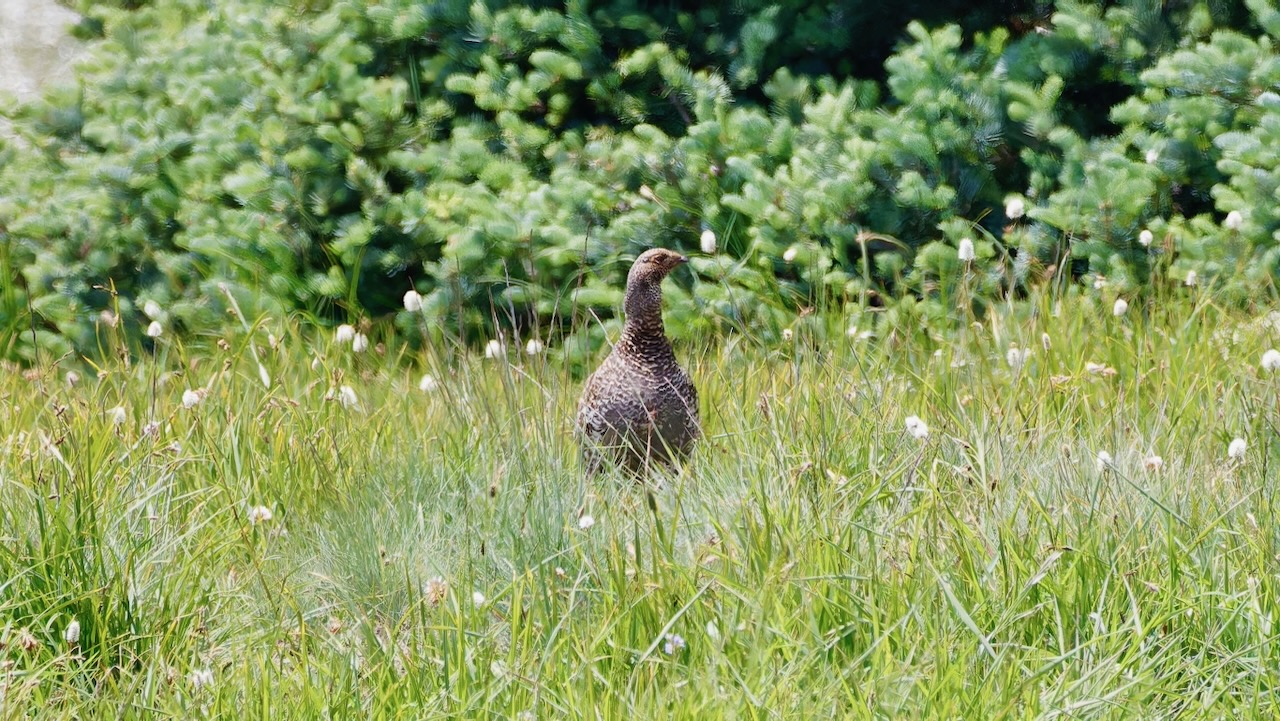Sooty Grouse