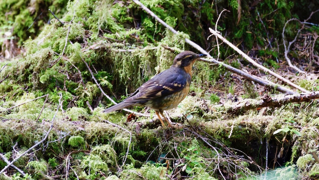 Varied Thrush