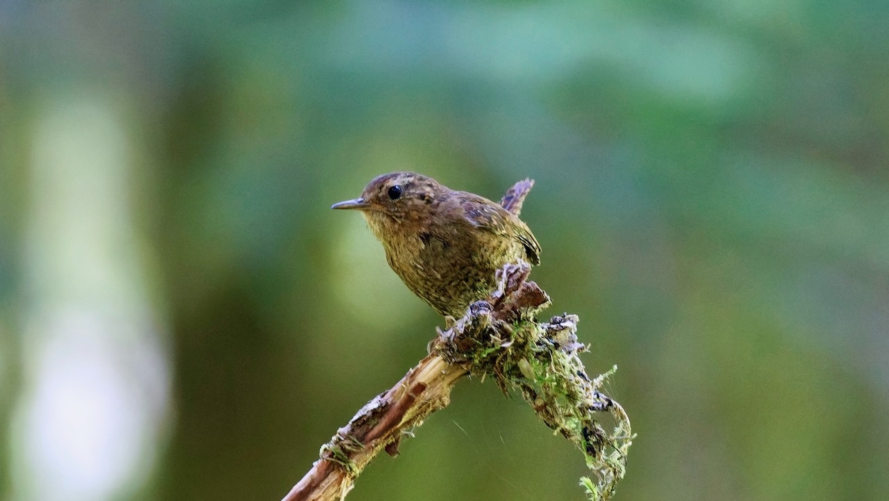 Pacific Wren