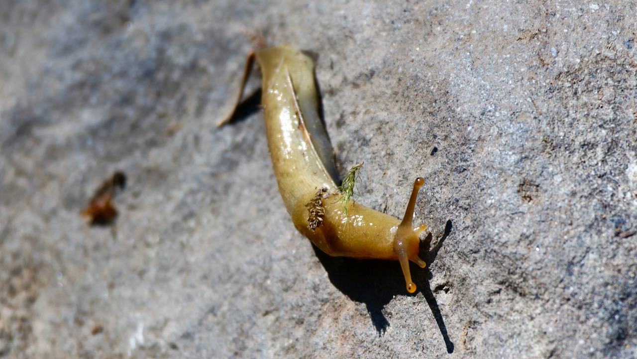Banana Slug
