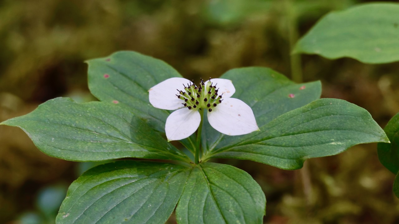 Bunchberry dogwood