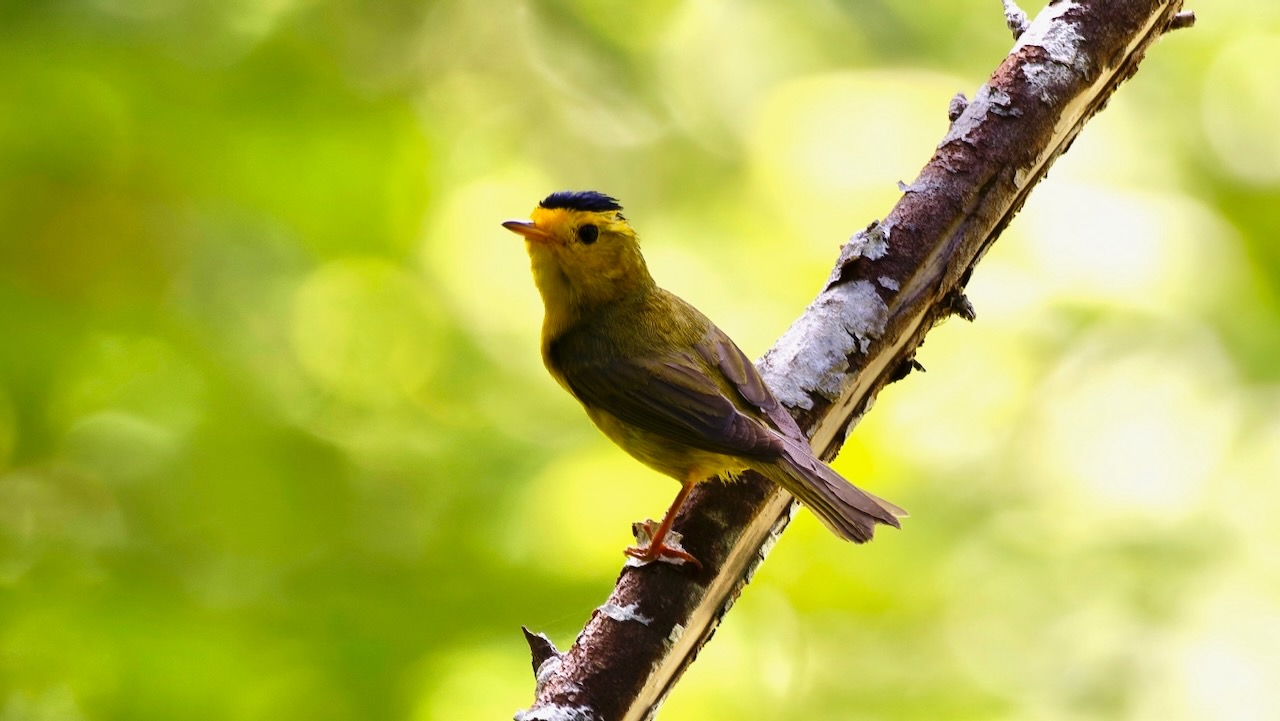 Wilson’s Warbler