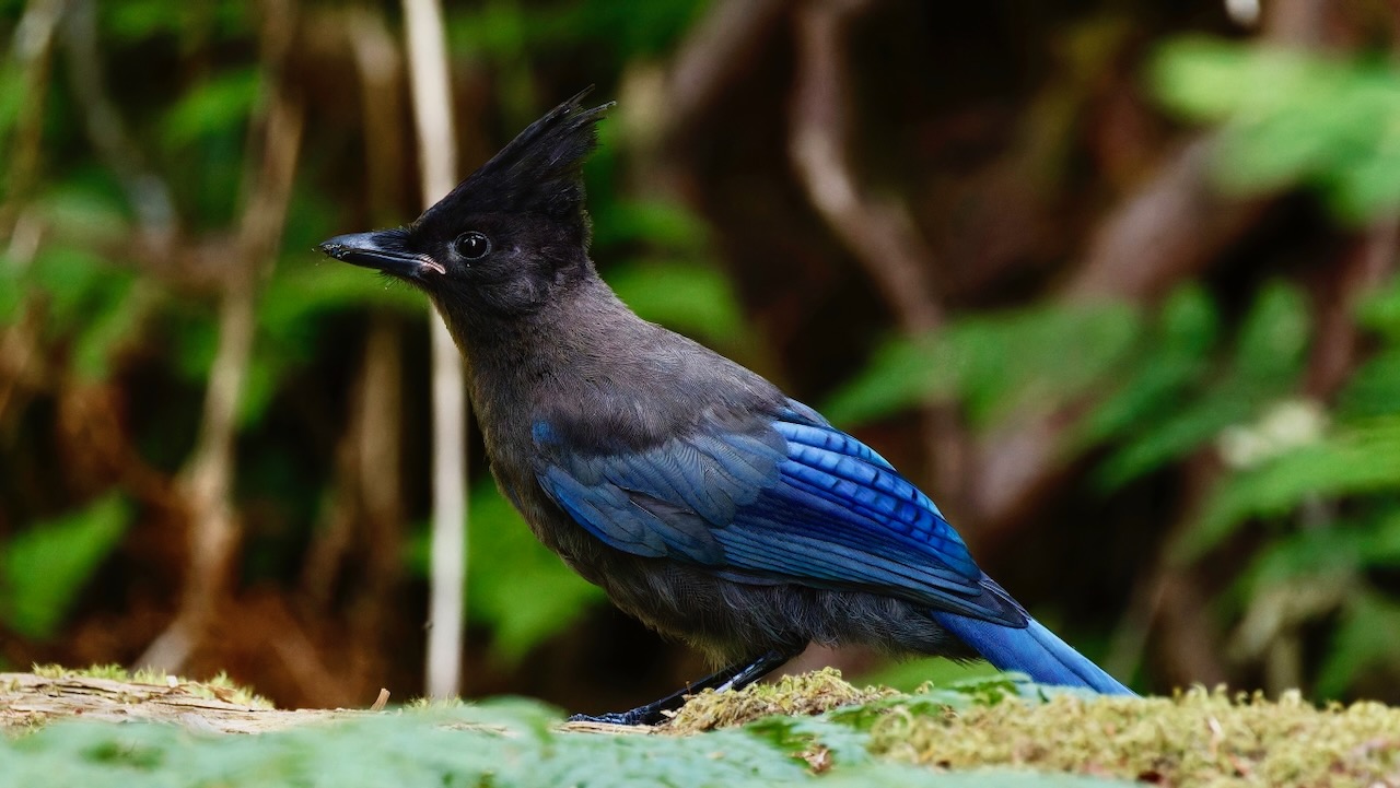 Steller’s Jay