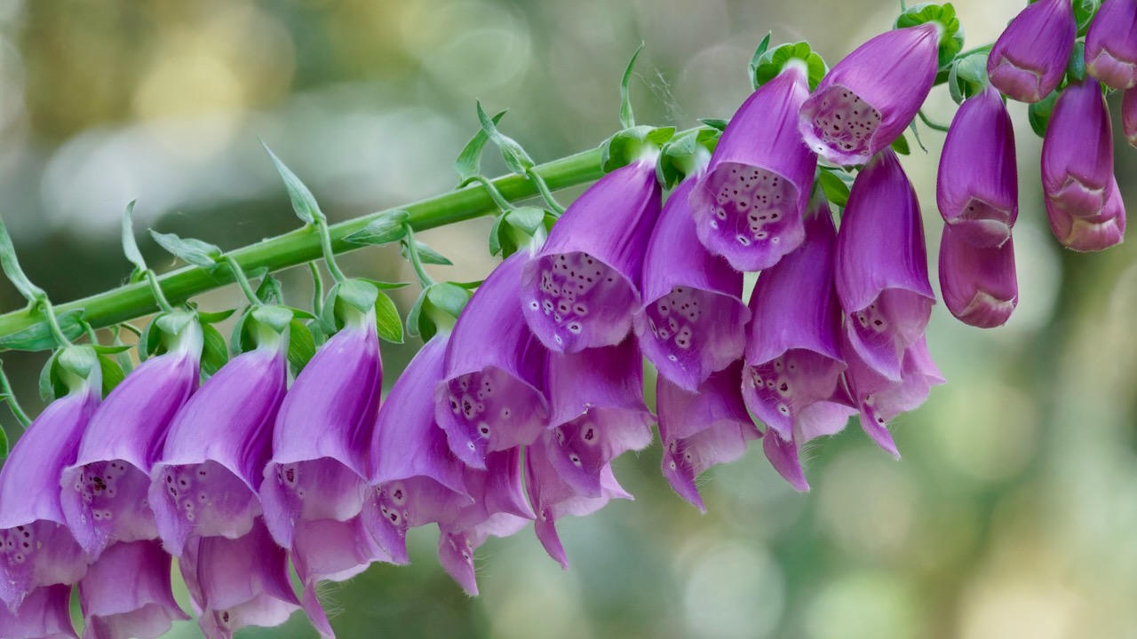 Spanish Foxglove