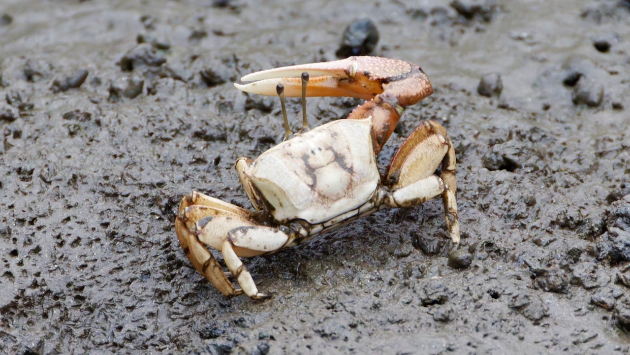 Fiddler crab