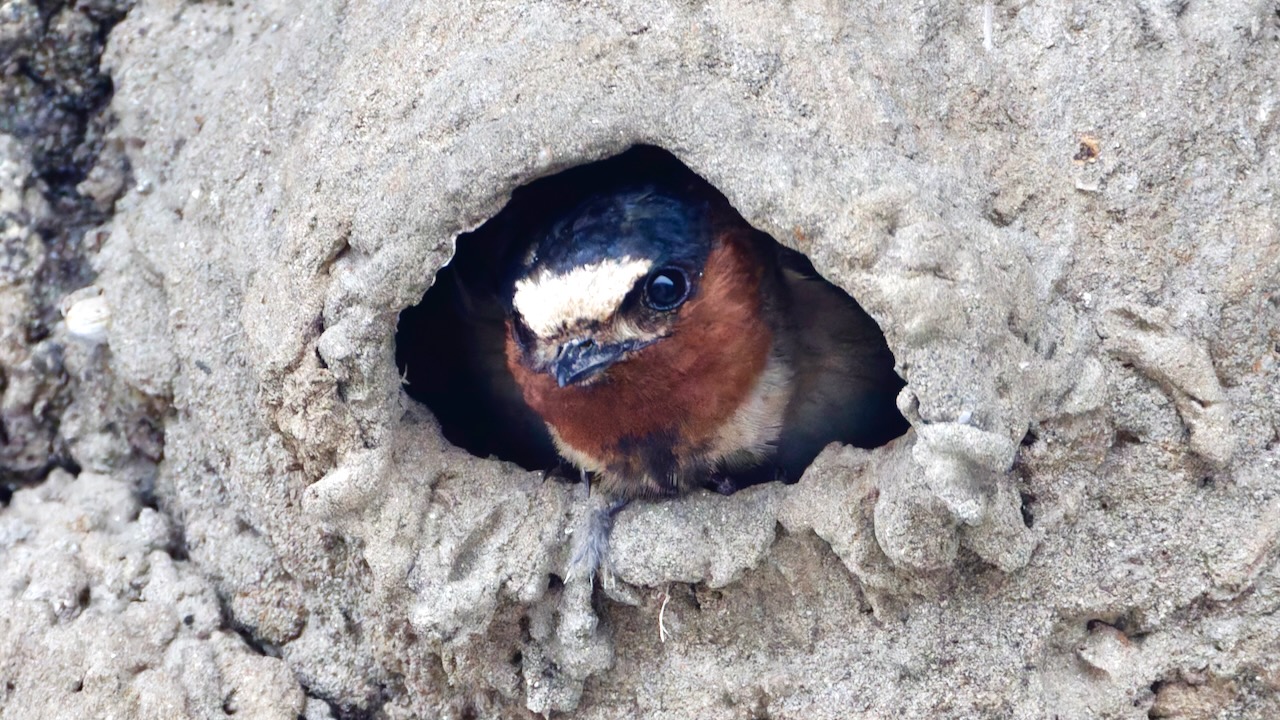 Cliff Swallow