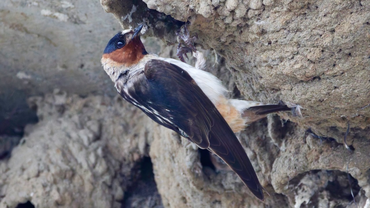 Cliff Swallow