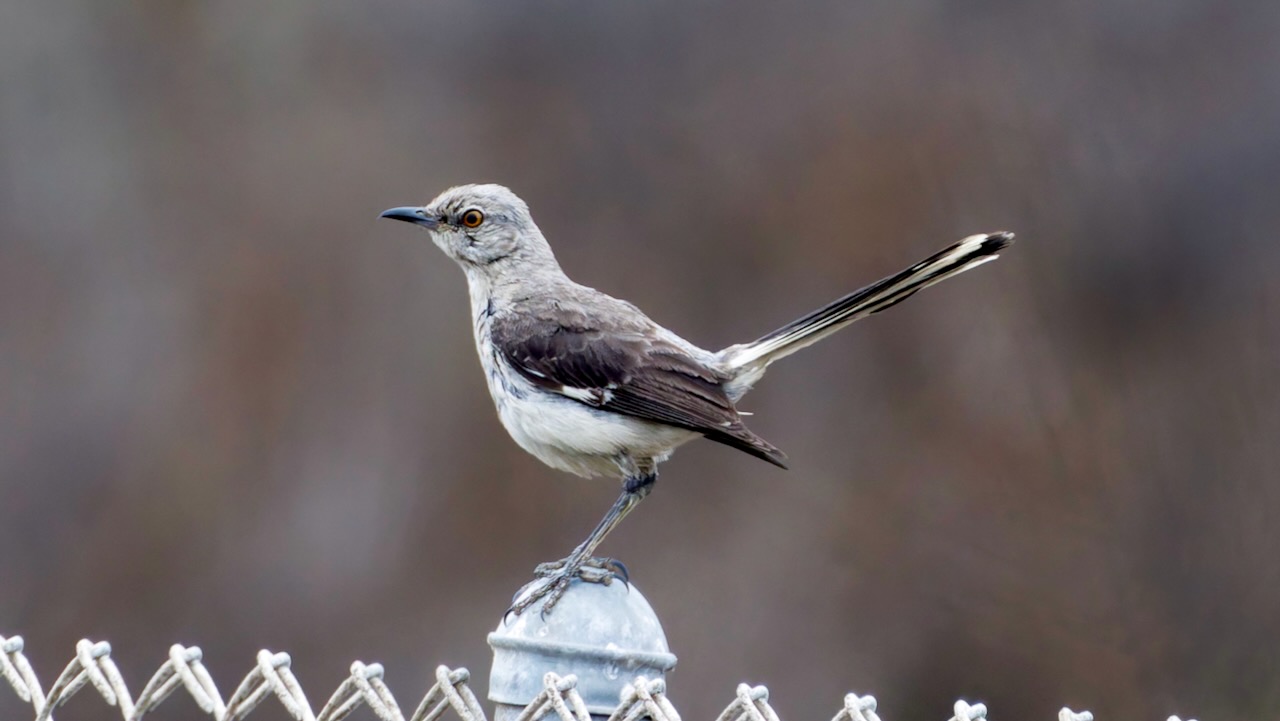 Northern Mockingbird
