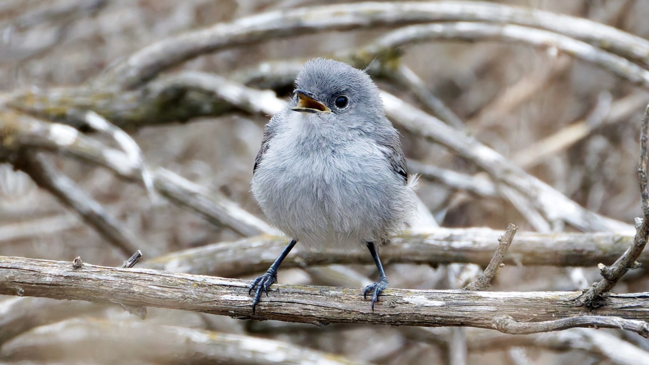 California Gnatcatcher