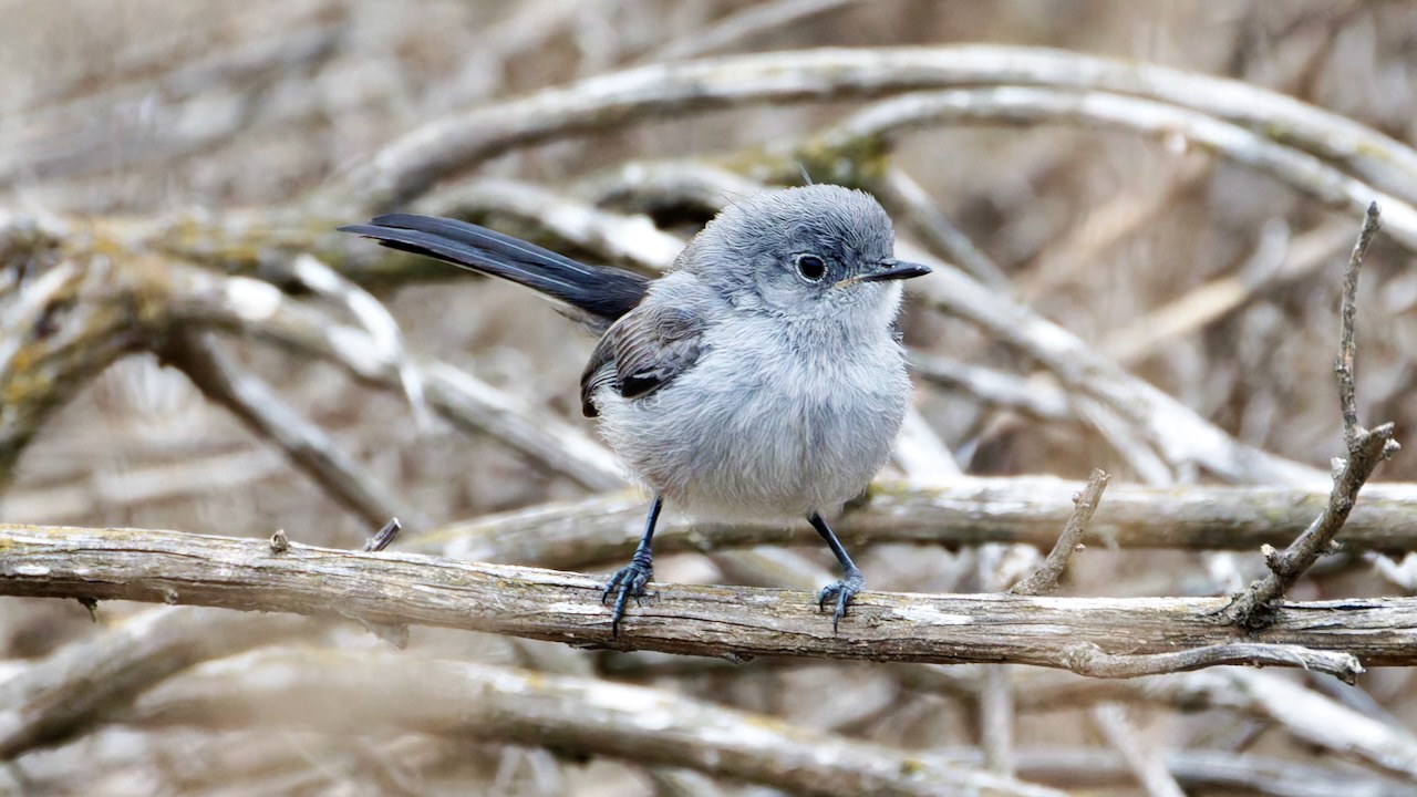 California Gnatcatcher