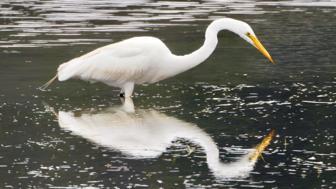 Great Egret
