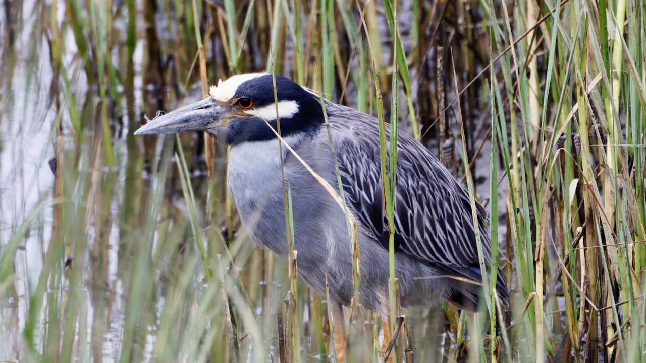 Yellow-crowned Night Heron