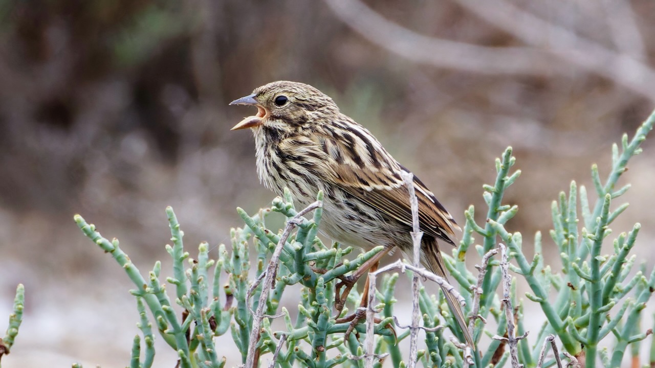 Savannah Sparrow