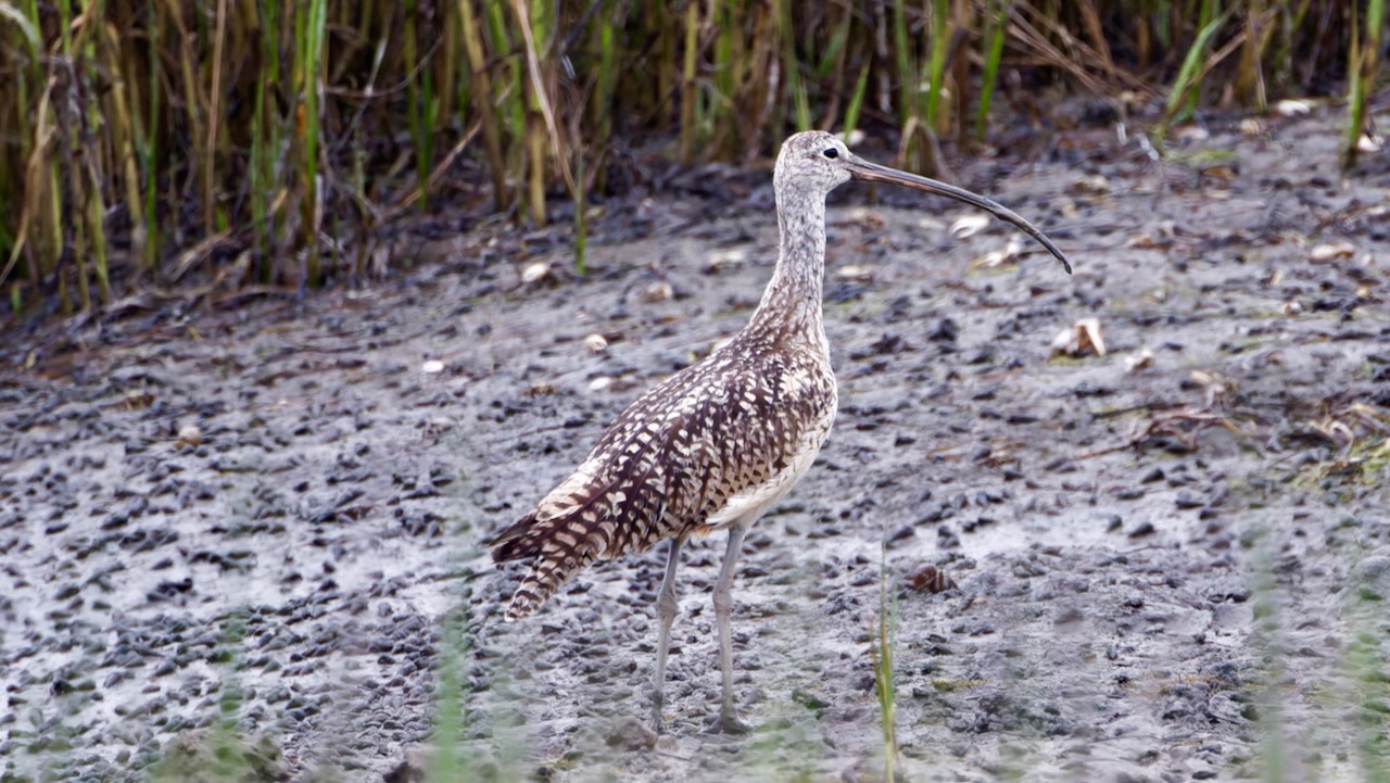 Whimbrel