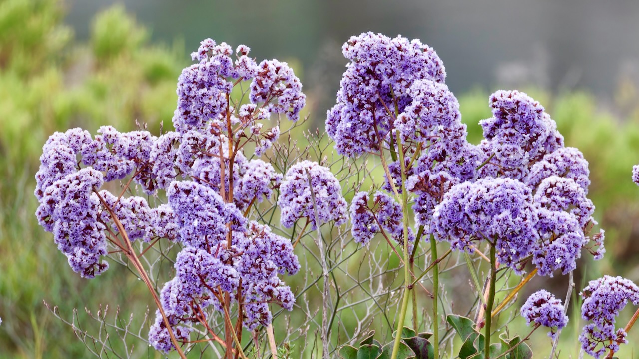 Perez's sea lavender