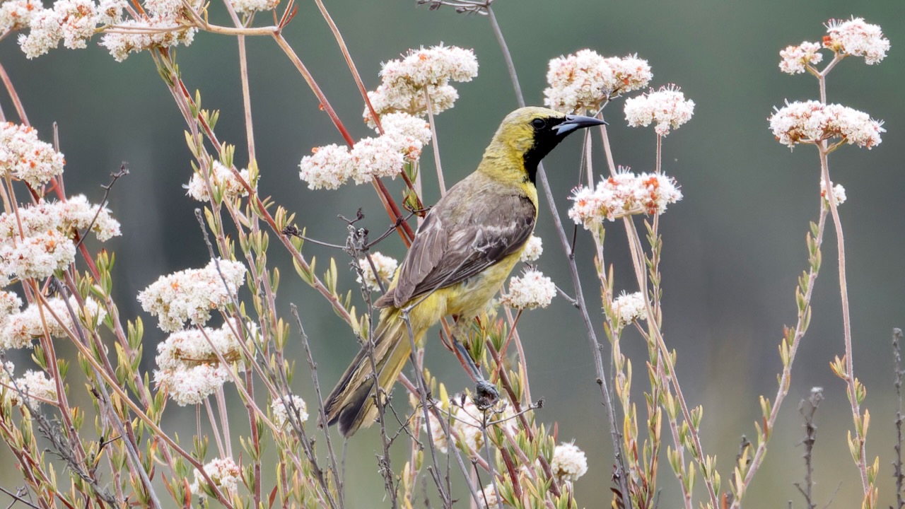 Hooded Oriole