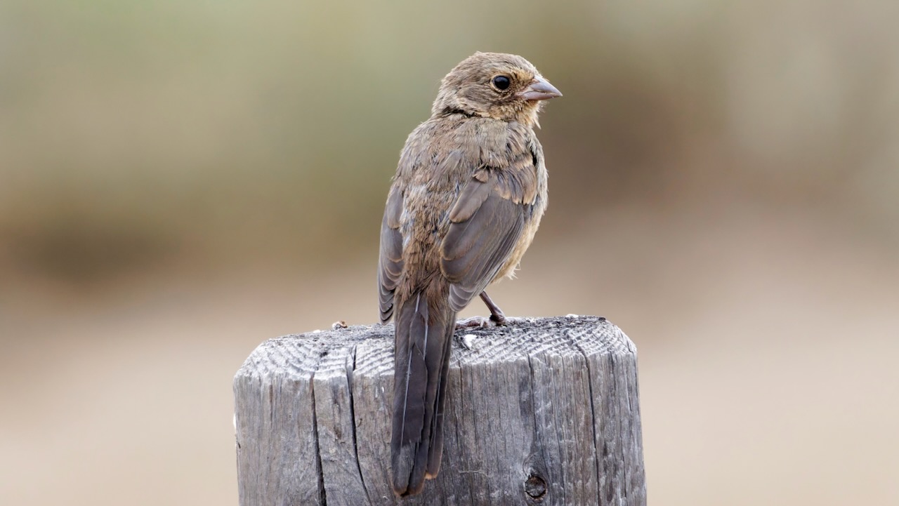California Towhee