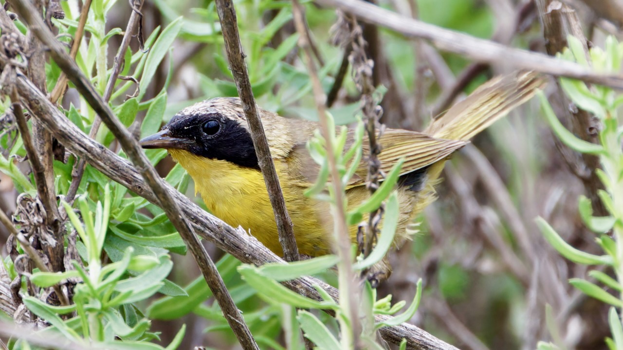 Common Yellowthroat