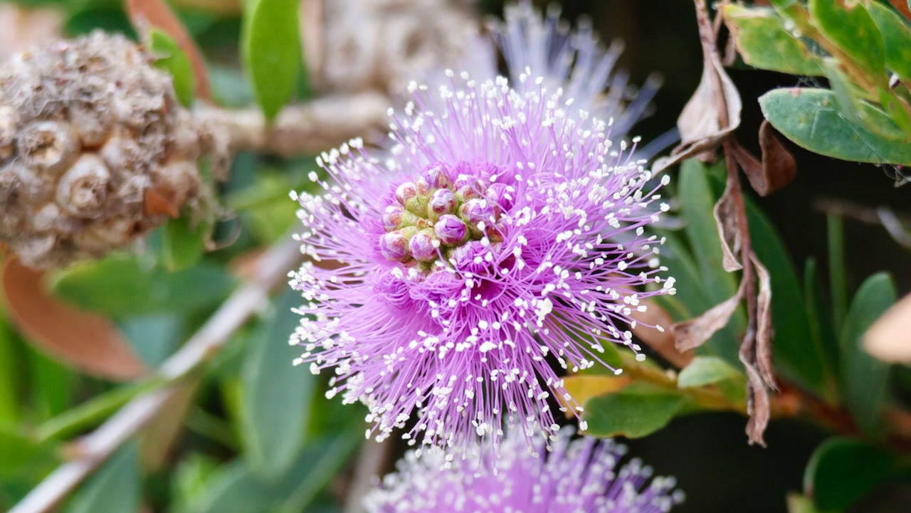 Mauve honey myrtle