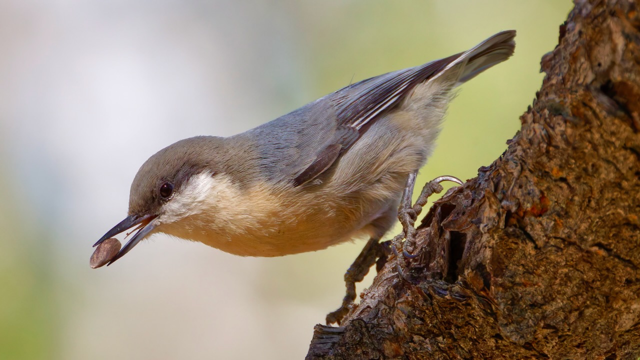 Pygmy Nuthatch