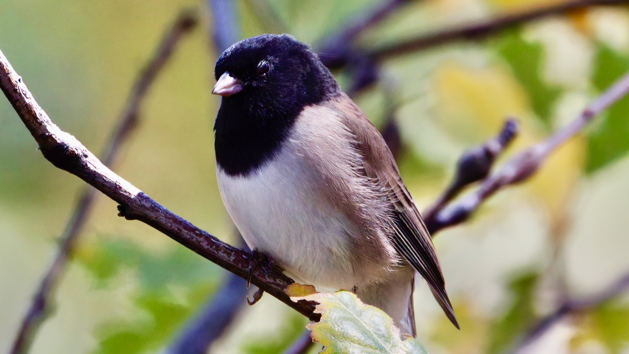 Dark-eyed Junco