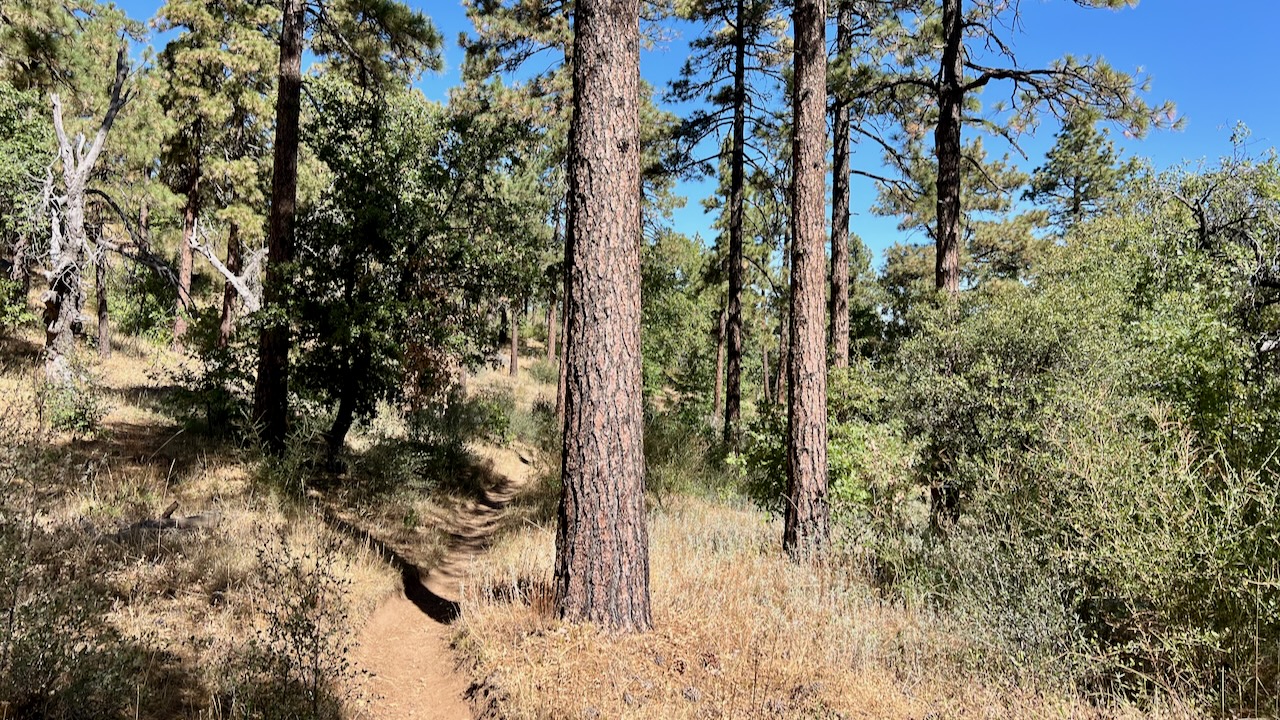 Trail View