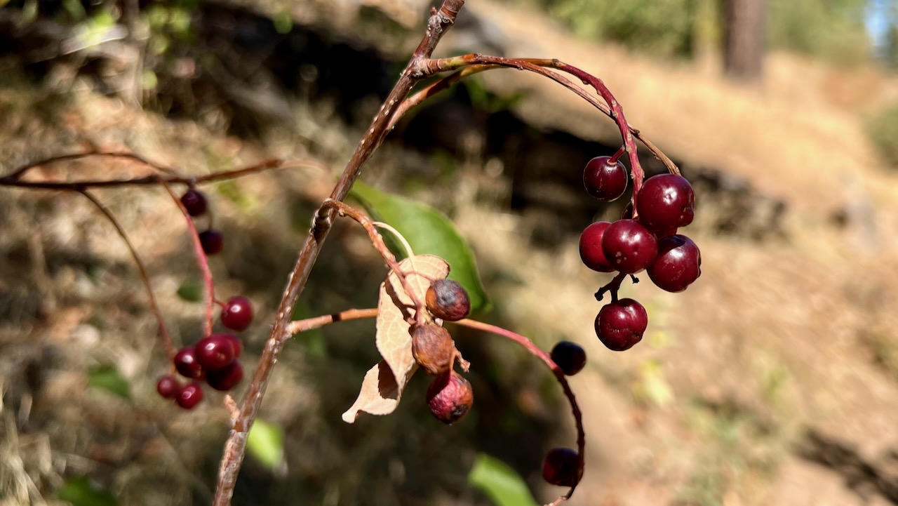 Chokecherry