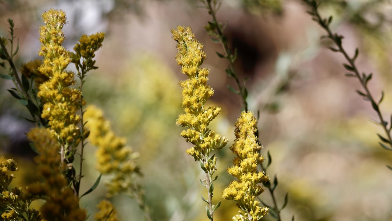 Three-nerve goldenrod