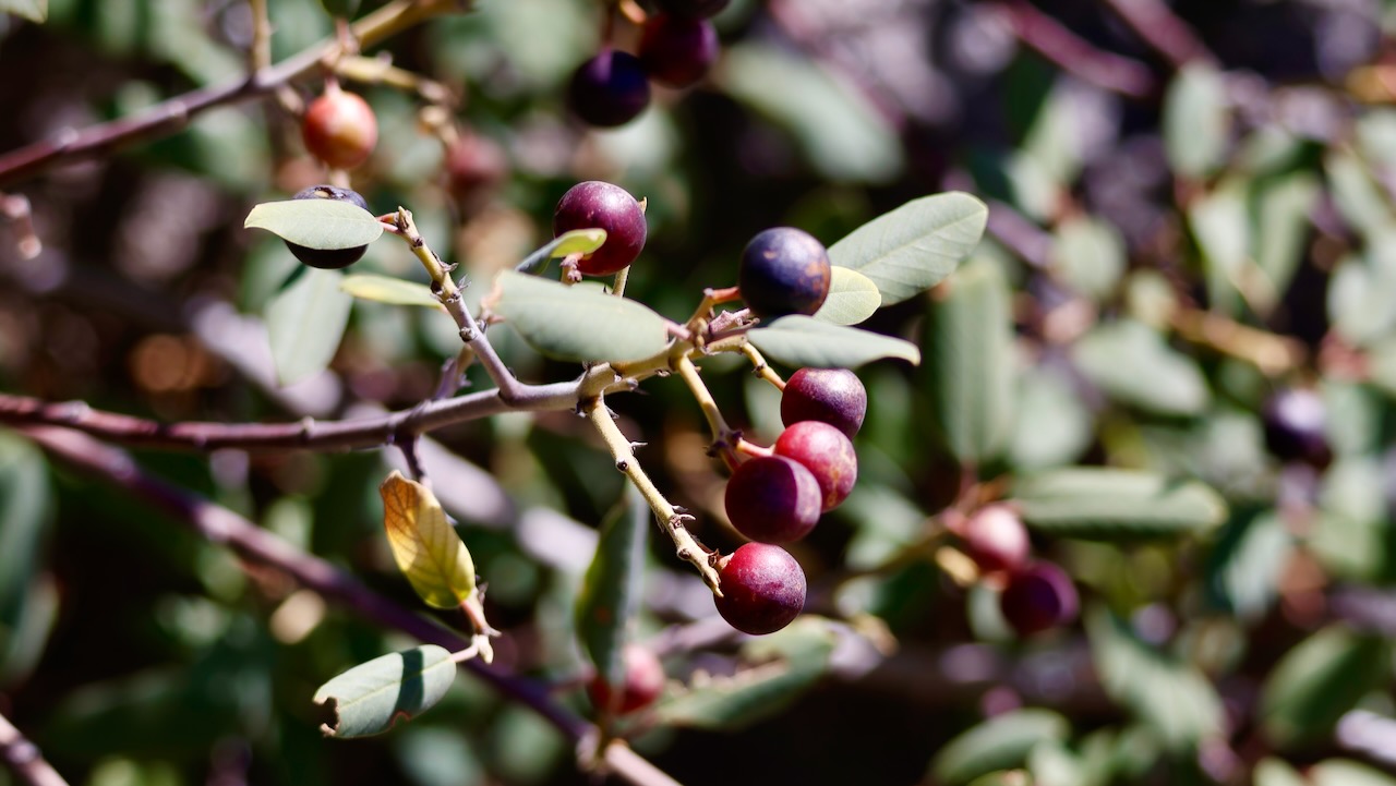California coffeeberry