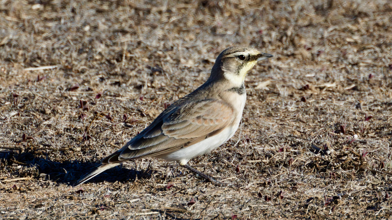 Horned Lark