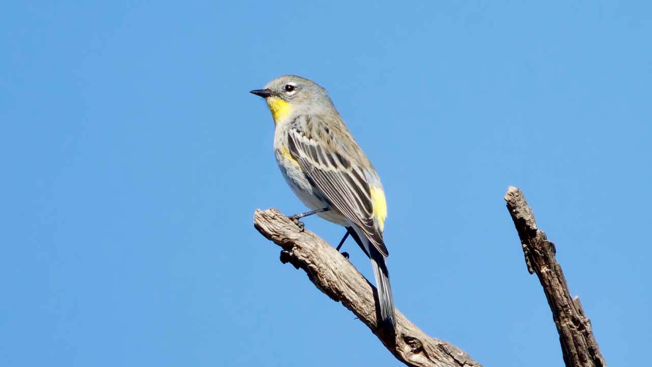 Yellow-rumped Warbler