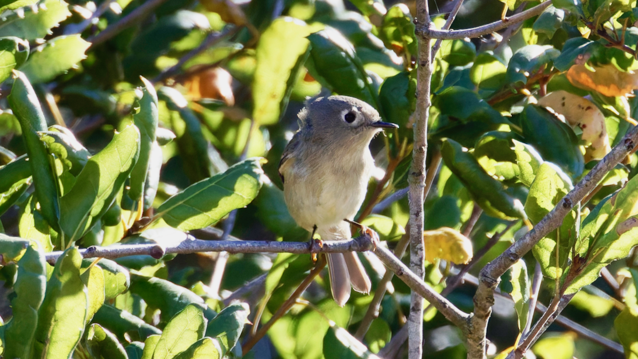 Ruby-crowned Kinglet