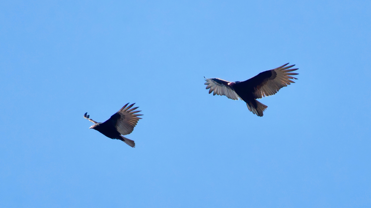 Turkey Vultures
