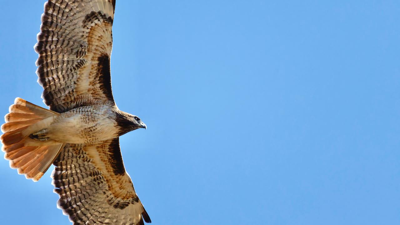 Red-tailed Hawk