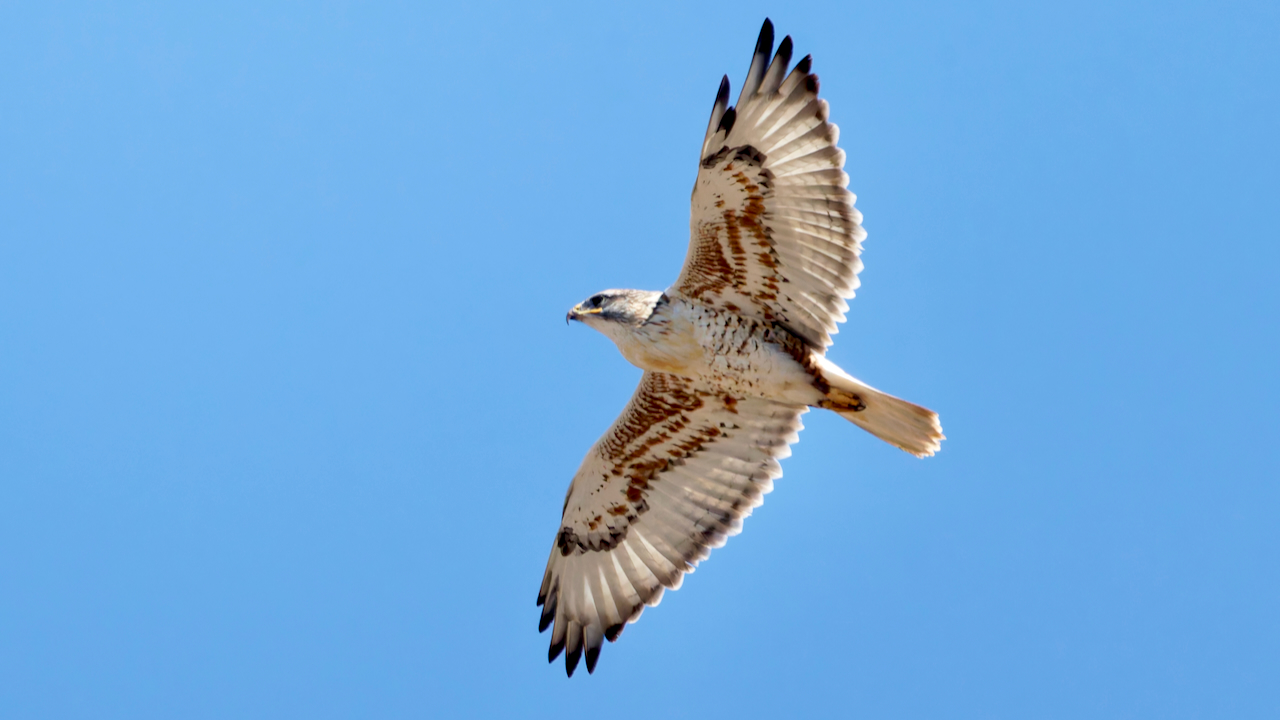 Ferruginous Hawk