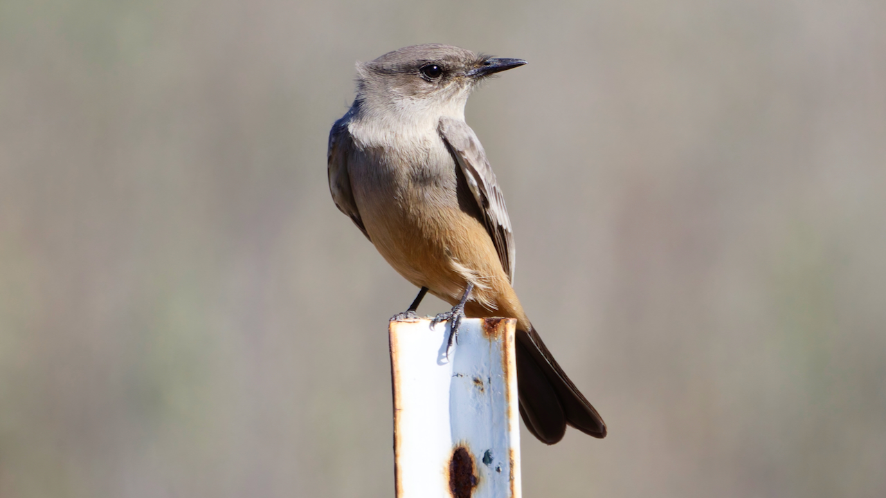 Say’s Phoebe