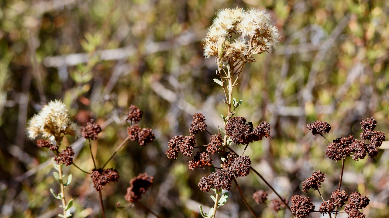 California Buckwheat