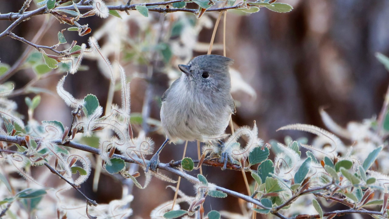 Oak Titmouse