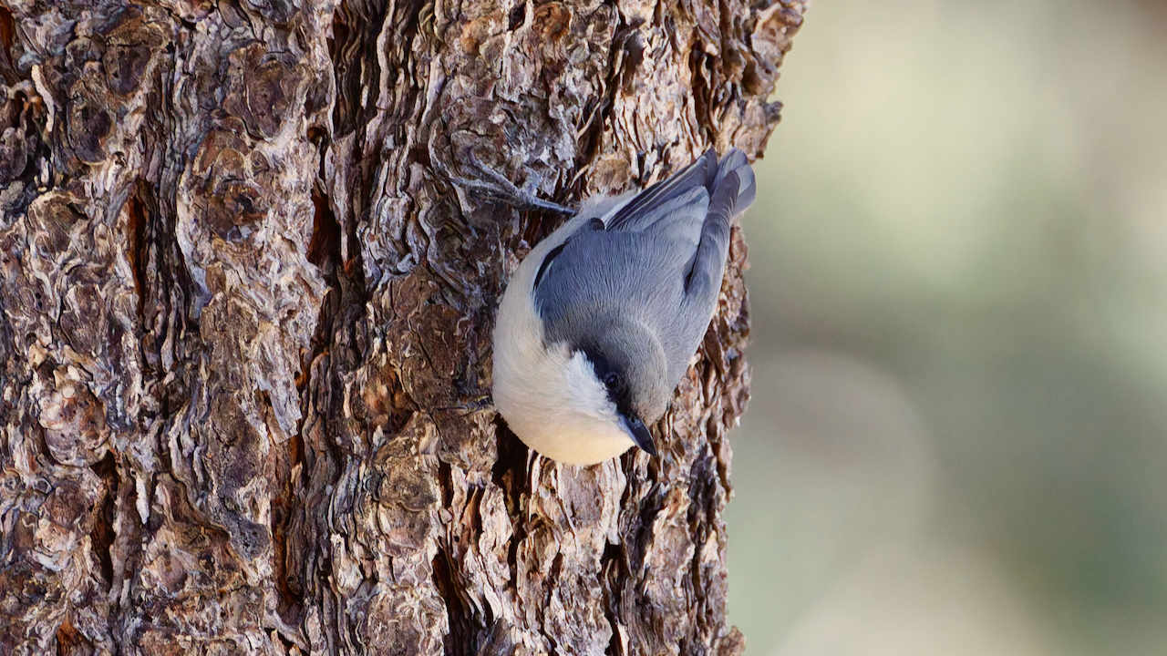 Pygmy Nuthatch