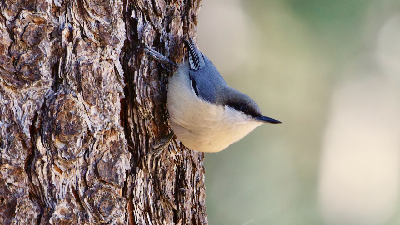 Pygmy Nuthatch
