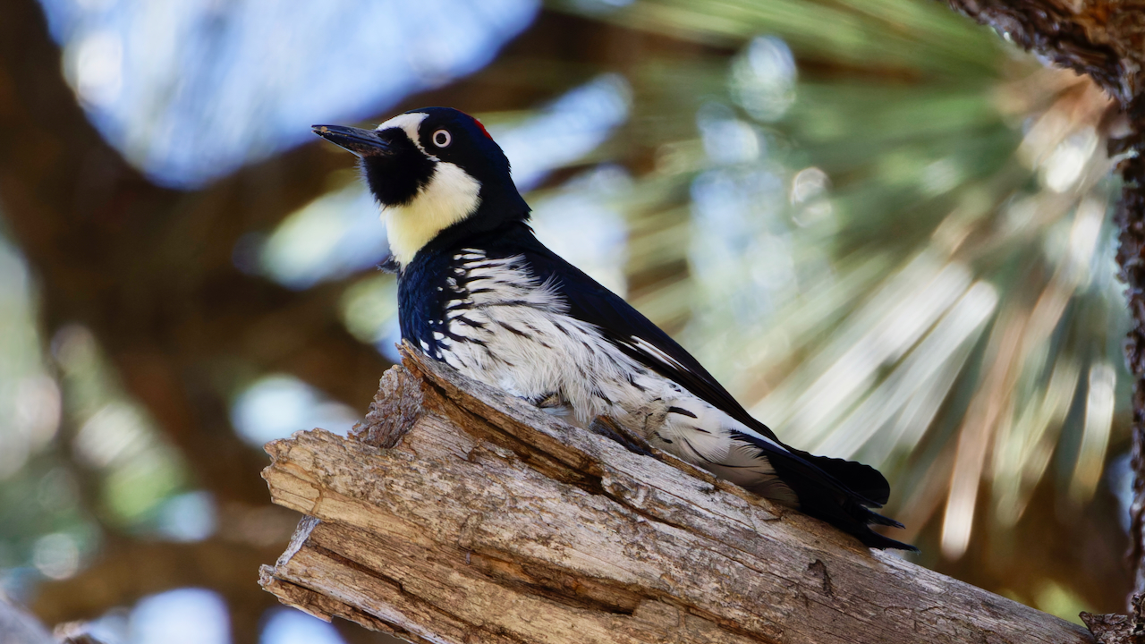Acorn Woodpecker
