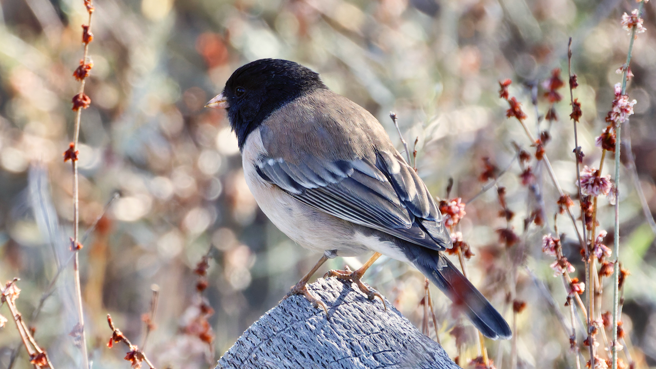 Dark-eyed Junco